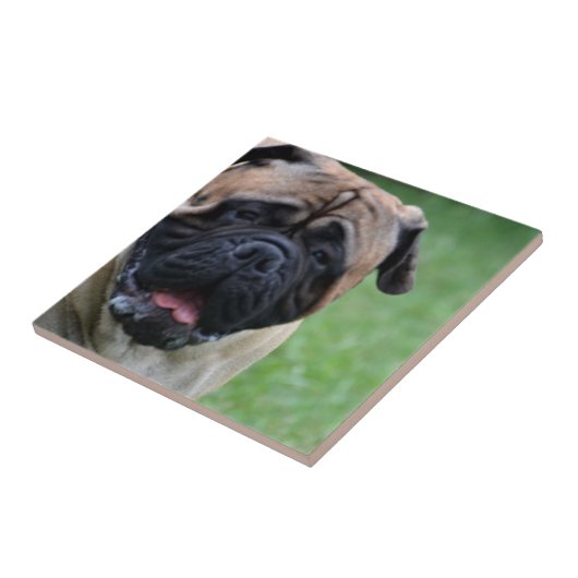 Carreau Bullmastiff mignon (Côté)