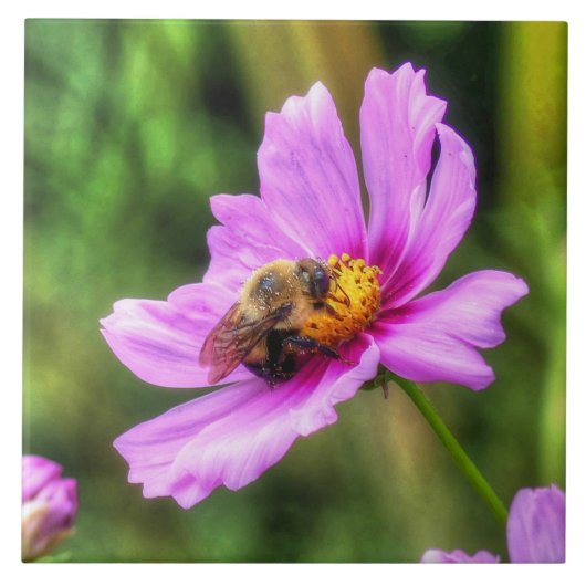 Carreau Bumble Bee on Pink Cosmos (Devant)