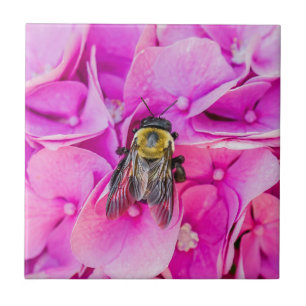 Carreau Bumble Bee Sur Hydrangea