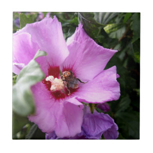 Carreau Bumblebebe sur la fleur d'Hibiscus