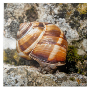 Carreau Burgundy snail