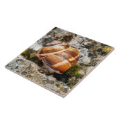 Carreau Burgundy snail (Côté)