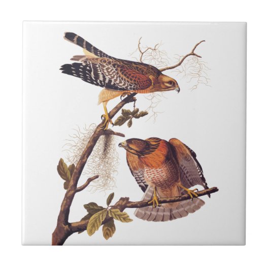 Carreau Buse à épaulettes roux Audubon Oiseau de proie (Devant)