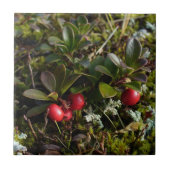 Carreau Busserole, Arctostaphylus UVA-ursi (Devant)