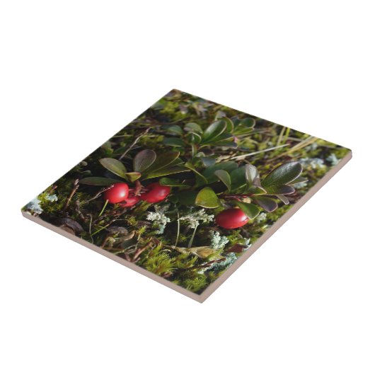 Carreau Busserole, Arctostaphylus UVA-ursi (Côté)