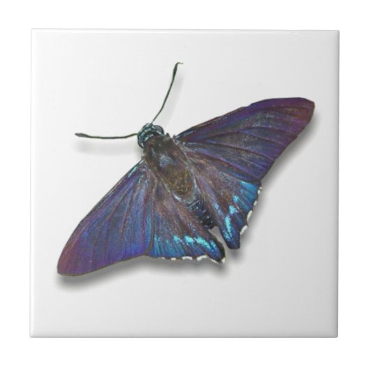 Carreau Butterfly Tile - Mangrove Skipper (Devant)