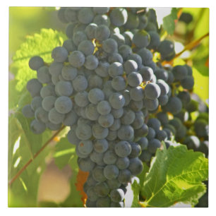 Carreau Cabernet Sauvignon grappe de raisins dans le chât