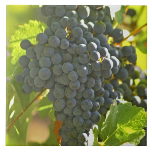 Carreau Cabernet Sauvignon grappe de raisins dans le châte (Devant)