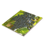 Carreau Cabernet Sauvignon grappe de raisins dans le châte (Côté)
