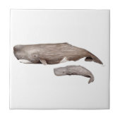 Carreau Cachalot, mère et élevage (Devant)