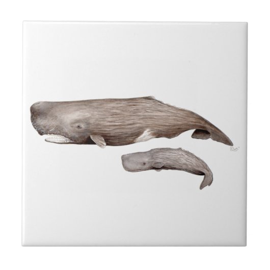 Carreau Cachalot, mère et élevage (Devant)