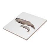 Carreau Cachalot, mère et élevage (Côté)