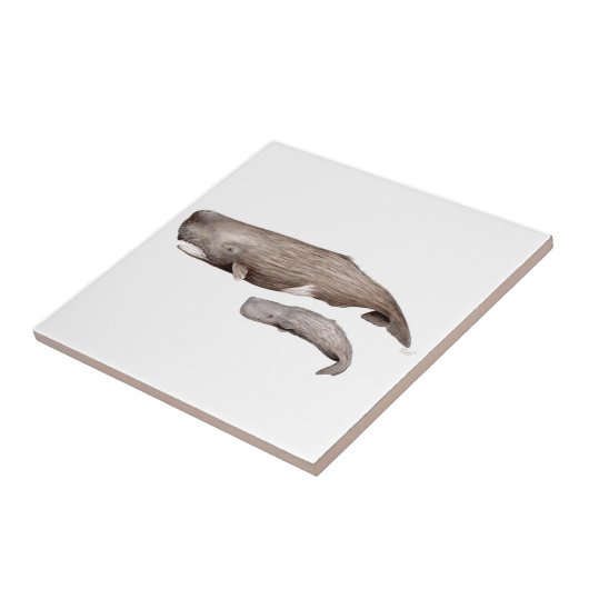 Carreau Cachalot, mère et élevage (Côté)