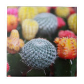 Carreau Cactus, Cactus, Fleurs, Épines, Épines, Succulents (Devant)