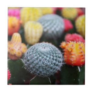 Carreau Cactus, Cactus, Fleurs, Épines, Épines, Succulents