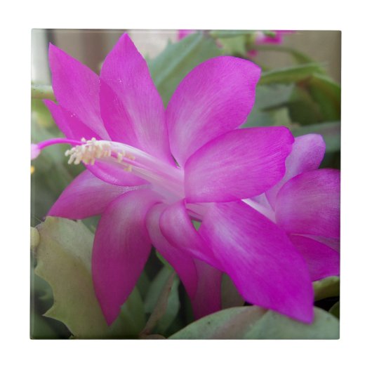 Carreau Cactus de Noël rose (Devant)