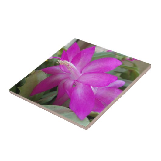 Carreau Cactus de Noël rose (Côté)