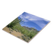 Carreau Cactus du désert au Monument national de la Tuyère (Côté)