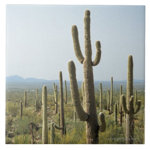 Carreau Cactus en parc national de Saguaro, Arizona 2