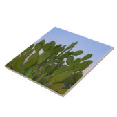 Carreau Cactus et sisal en forêt sèche (Côté)