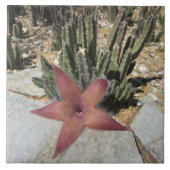 Carreau Cactus géant d'étoiles de mer (Devant)