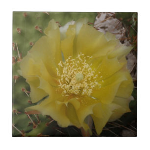 Carreau Cactus jaune en fleurs