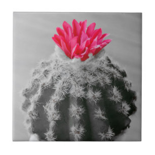 Carreau Cactus Plante noir blanc photo avec Fleur rose