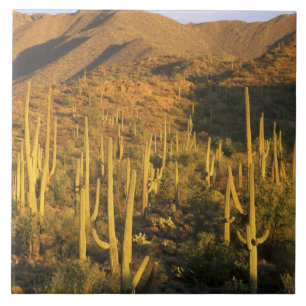 Carreau Cactus saguaro dans le parc national de Saguaro pr