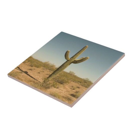 Carreau Cactus solitaire (Côté)