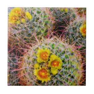 Carreau Cactus tonneau en gros plan, Californie
