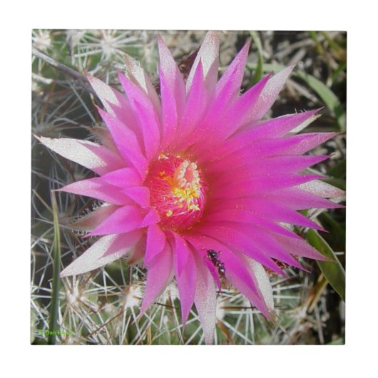 Carreau Cactus "vivipara de la boule F12 d'Escobaria " (Devant)