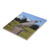 CARREAU CAILLES SUR LE POINT RÊVEUR (Côté)