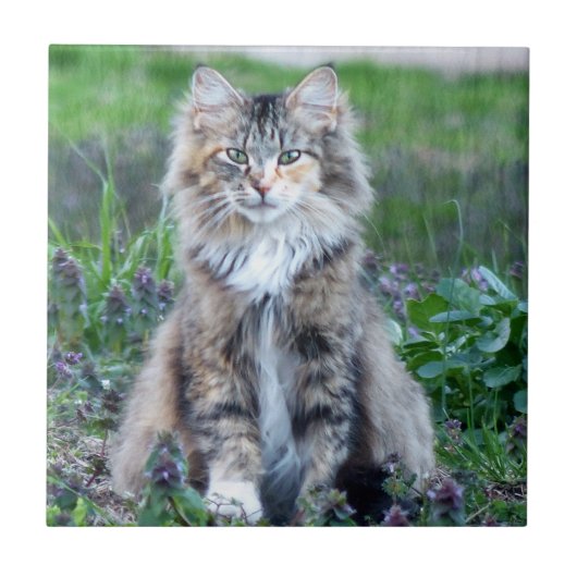 Carreau Calico Cat (Devant)