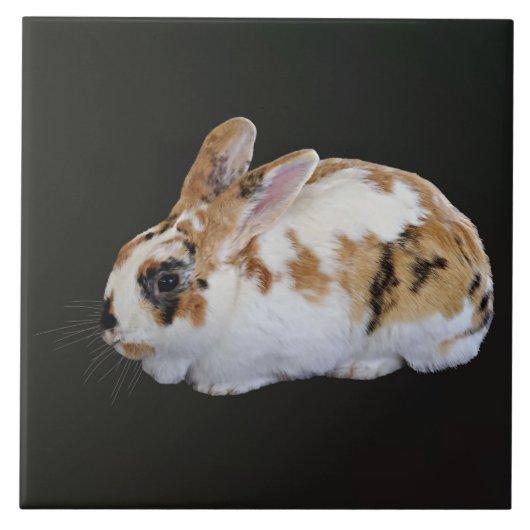 Carreau Calico Rabbit (Devant)