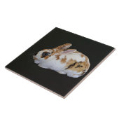 Carreau Calico Rabbit (Côté)