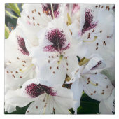 Carreau Calsap Rhododendrons (Devant)