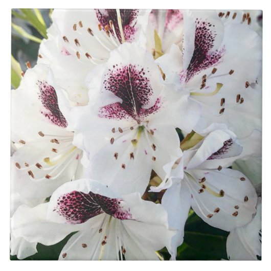 Carreau Calsap Rhododendrons (Devant)