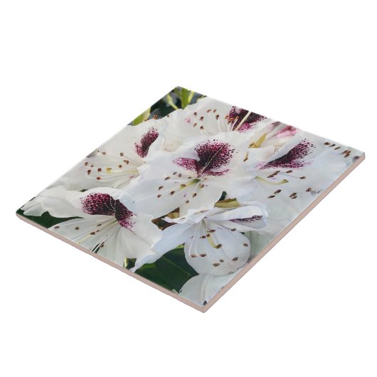 Carreau Calsap Rhododendrons (Côté)