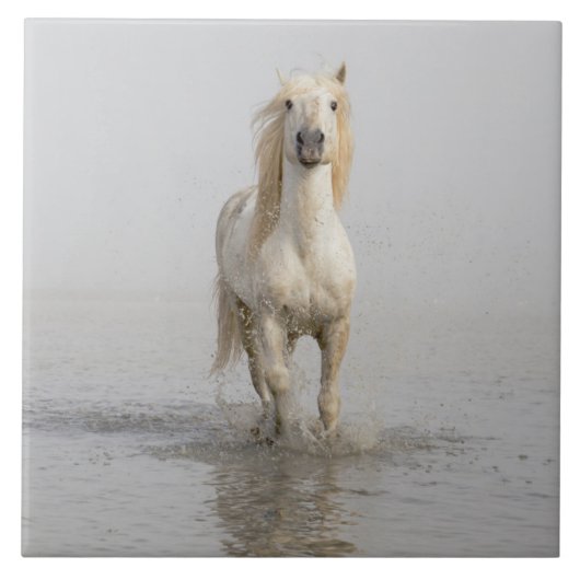 Carreau Camargue Cheval Courir dans l'eau (Devant)