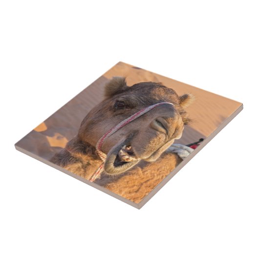 Carreau Camel amusant (Côté)