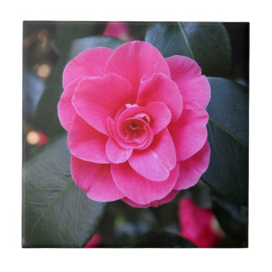Carreau Camellia rose