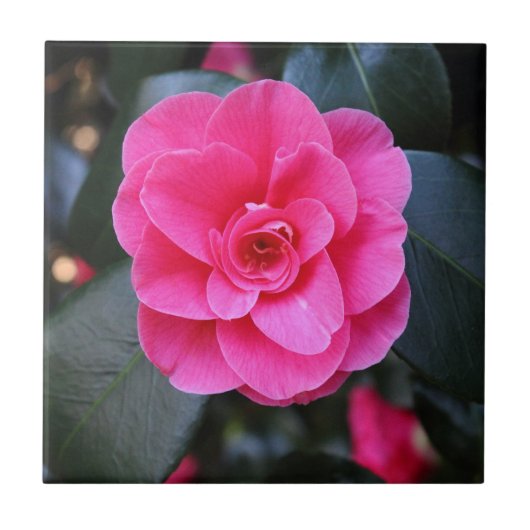 Carreau Camellia rose (Devant)
