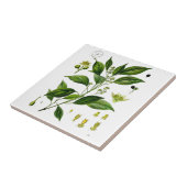 Carreau Camphre (Côté)