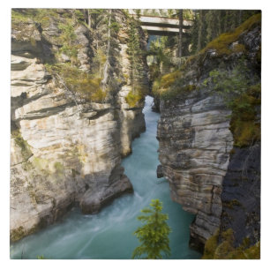 Carreau Canada, Alberta, parc national de Jasper, Athabasc