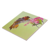 Carreau Canada, Colombie-Britannique, Colibri roux (Côté)