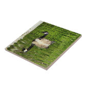 Carreau (Canada) Oie verte (Côté)