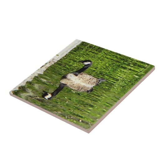 Carreau (Canada) Oie verte (Côté)