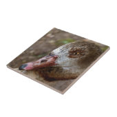 Carreau Canard (Côté)