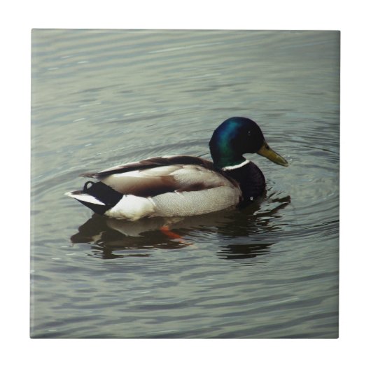 Carreau Canard à l'eau (Devant)