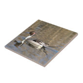 Carreau Canard à queue pointue nage dans un étang (Côté)